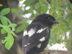 Lanius melanoleucus melanoleucus