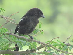 Lanius melanoleucus melanoleucus