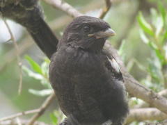 Lanius melanoleucus melanoleucus