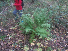 Dryopteris filix-mas
