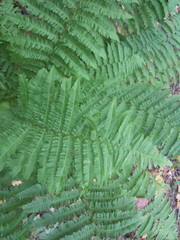 Dryopteris filix-mas