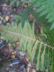 Dryopteris filix-mas