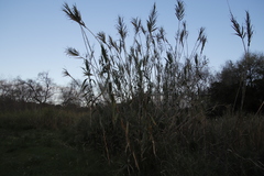 Arundo donax versicolor