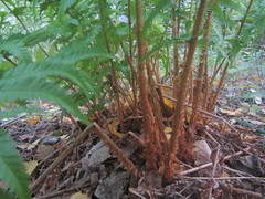 Dryopteris filix-mas