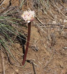 Haemanthus montanus