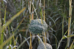 Ploceus capensis