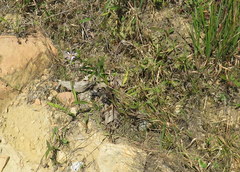 Eurybia surculosa