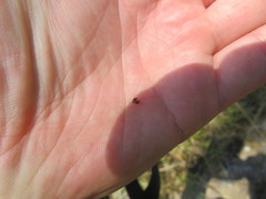 Rhynchospora recognita