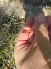 Rhynchospora recognita