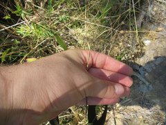 Rhynchospora recognita