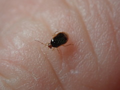 Monalocoris americanus