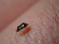 Monalocoris americanus