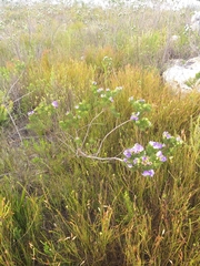 Psoralea speciosa