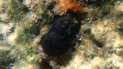 Irciniidae