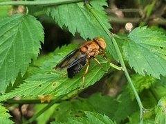 Volucella linearis