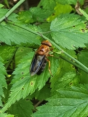 Volucella linearis