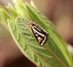 Loxostege venustalis