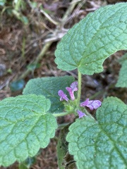 Stachys mexicana
