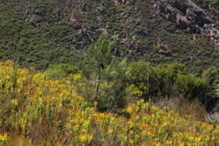 Leucadendron microcephalum