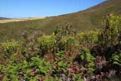 Leucadendron microcephalum