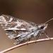 Barber's Common Ranger - Photo (c) riana60, some rights reserved (CC BY-NC), uploaded by riana60