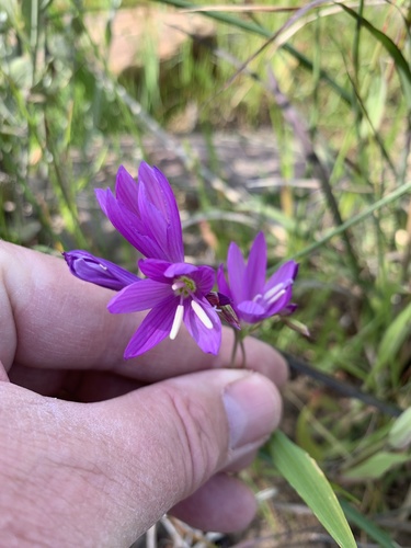 Geissorhiza inaequalis