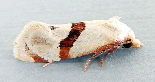 Nycthia pimana photo 3