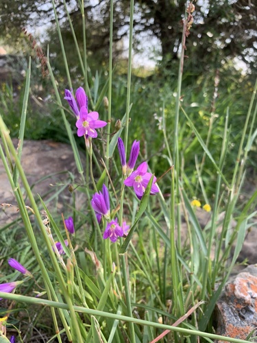 Geissorhiza inaequalis