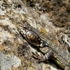 Pseudocordylus langi