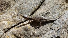 Pseudocordylus langi