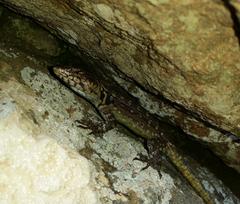 Pseudocordylus langi