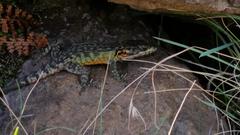 Pseudocordylus langi