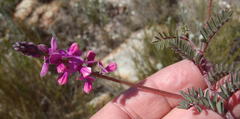 Indigofera declinata