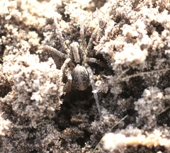 Xerolycosa miniata