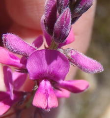 Indigofera declinata