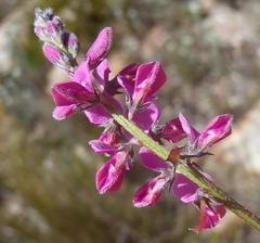 Indigofera declinata