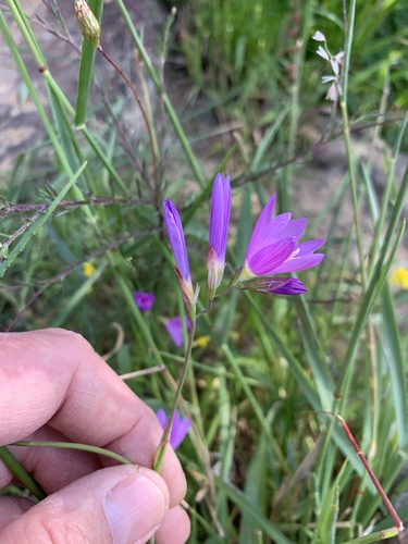 Geissorhiza inaequalis