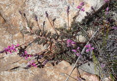Indigofera declinata