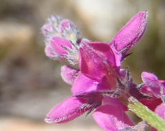Indigofera declinata