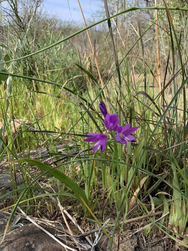 Geissorhiza inaequalis