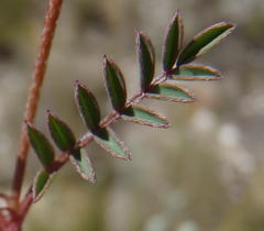 Indigofera declinata
