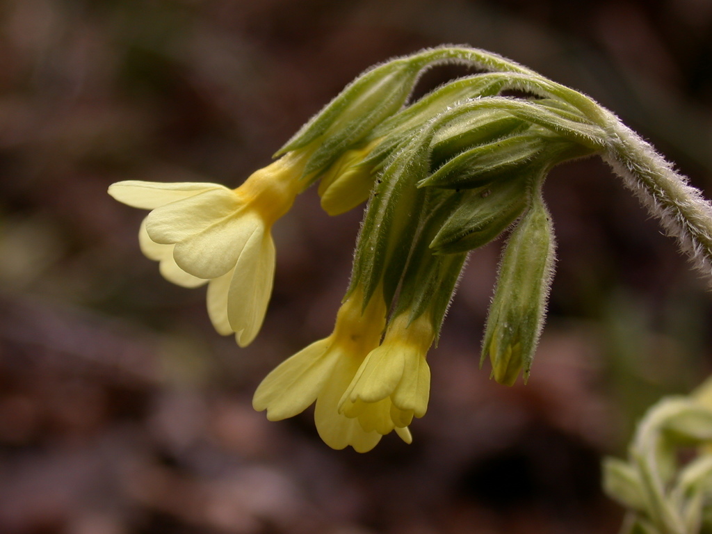 Oxlip