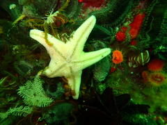 Callopatiria formosa