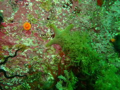 Callopatiria formosa