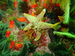 Callopatiria formosa