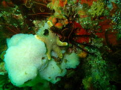 Callopatiria formosa