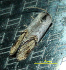 Cyclopera bucephalidia