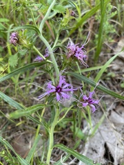 Liatris squarrosa