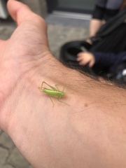 Meconema meridionale