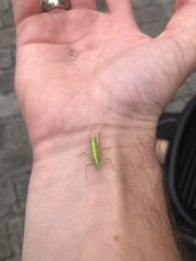 Meconema meridionale